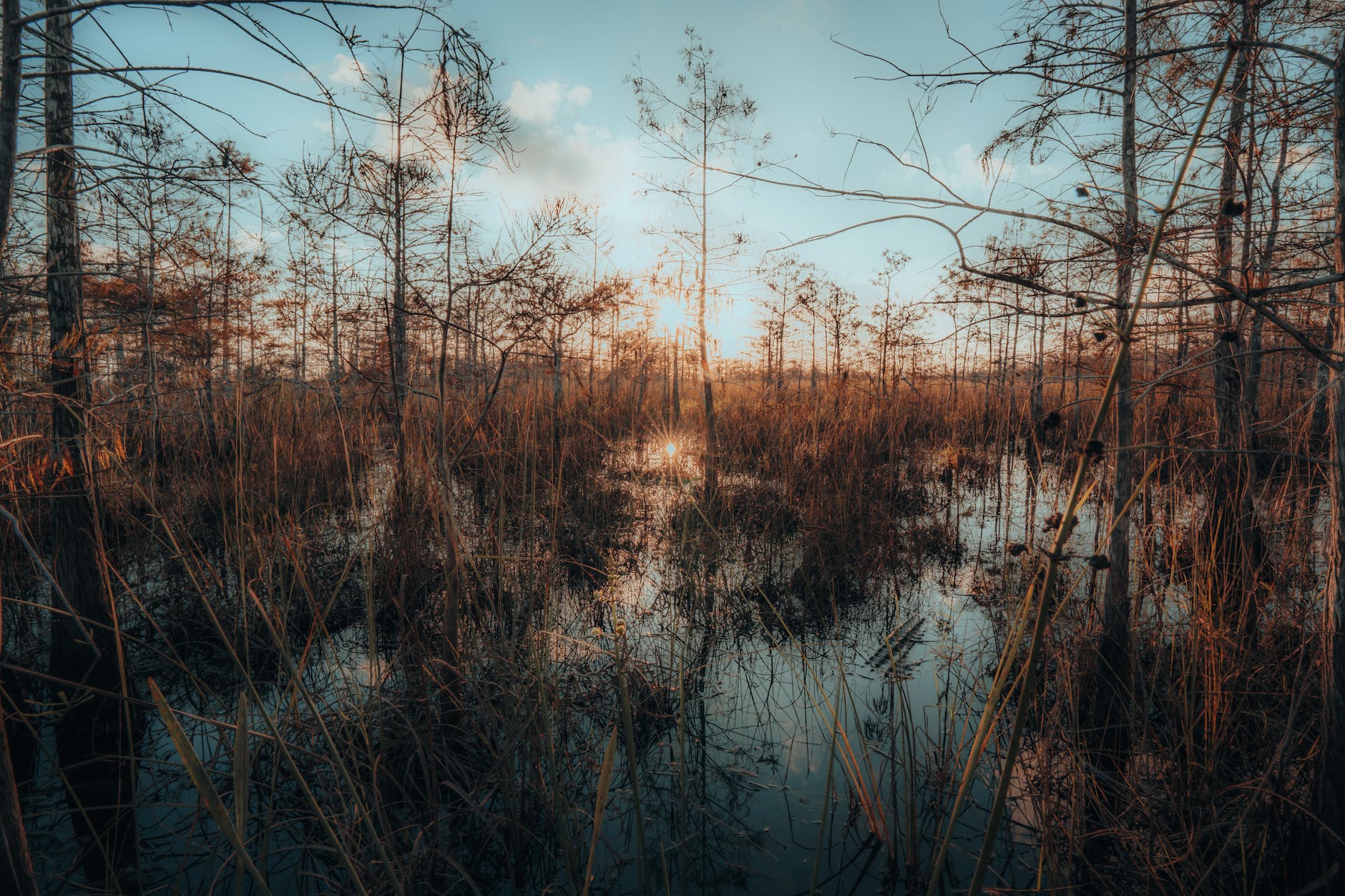 trees growing in wetlands